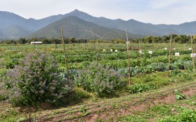 Dr. Marco Nuti dictará curso sobre Agricultura regenerativa en centro Ceres