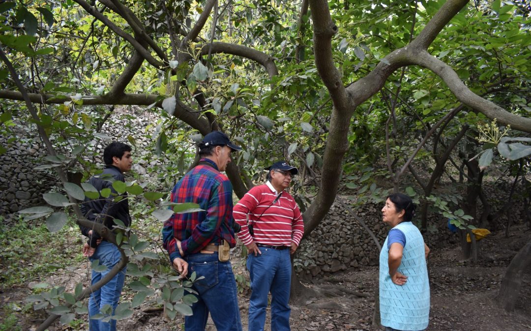 Equipo Ceres visita núcleo productivo de chirimoyos (Annona Cherimola Mill.) en la localidad de Cumbe, Perú.