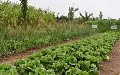 Ph. D Miguel Altieri dictará curso sobre agricultura agroecológica en Centro Ceres