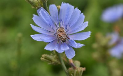 Inicia llamado a participar a Newton Fund Workshop sobre biodiversidad, ecosistema y pequeña agricultura