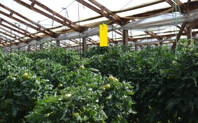 Centro Ceres invita a participar en seminario “Monitoreo territorial de la mosquita blanca de los invernaderos para una Agricultura Sustentable del valle de Quillota”