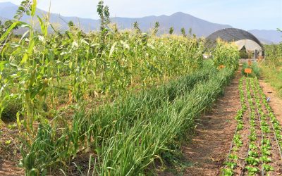 Expertos internacionales visitan Quillota con curso sobre Restauración Agroecológica