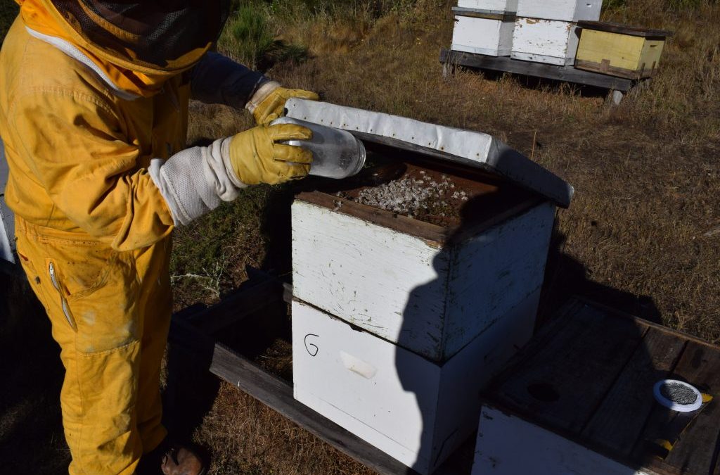 Programa MTI implementa técnica de evaluación del comportamiento de Varroa bajo modalidad de ciencia ciudadana en la Región de Valparaíso.