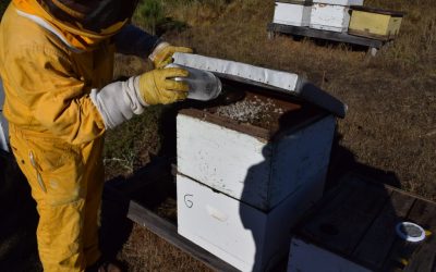 Programa MTI implementa técnica de evaluación del comportamiento de Varroa bajo modalidad de ciencia ciudadana en la Región de Valparaíso.