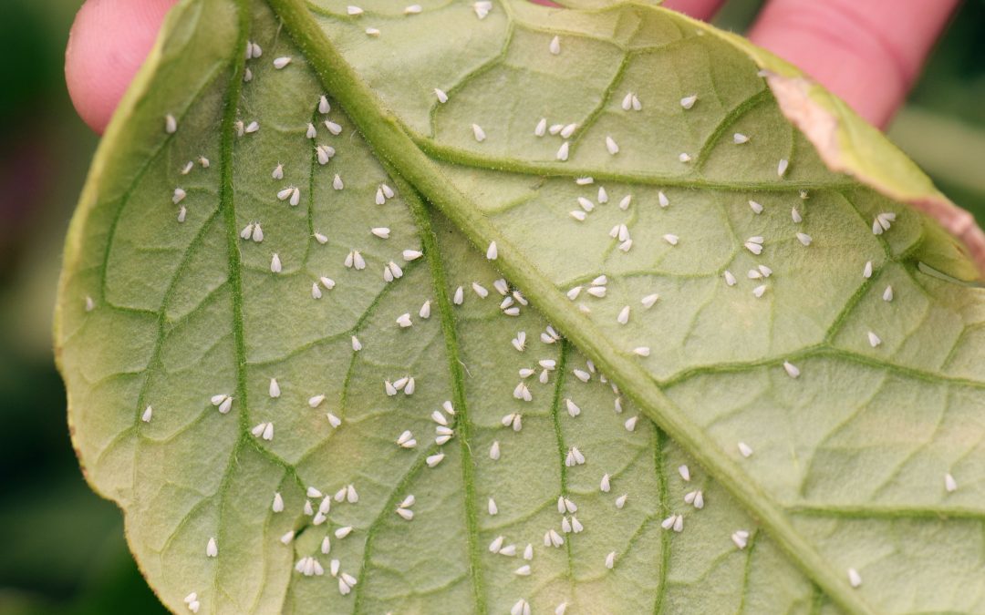 Programa Manejo Territorial de Insectos de Centro Ceres da cierre a proyecto FIA con seminario internacional sobre reducción de plaguicidas y biodiversidad