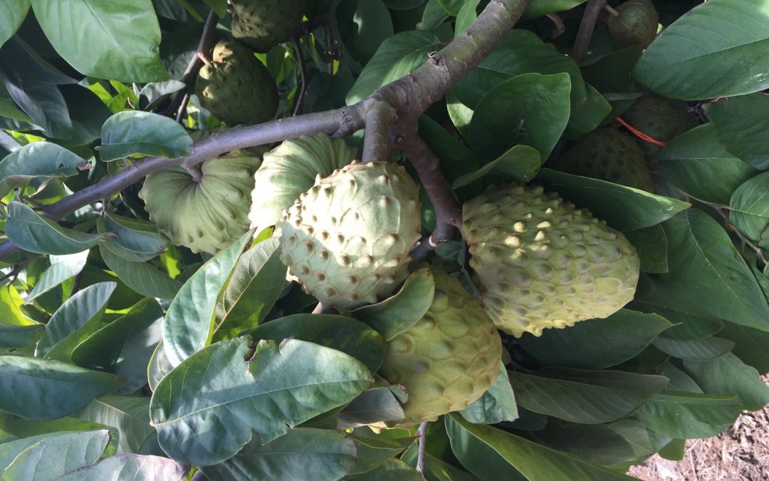 Centro Ceres se adjudica proyecto para revitalizar el cultivo del chirimoyo (Annona cherimola Mill.)en la Región de Valparaíso.