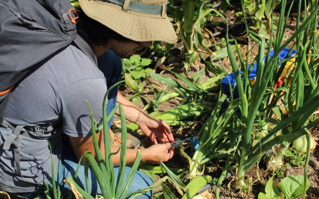 Proyecto CONICYT I+D investiga lixiviación de nitratos con asociación de cultivos diversificados