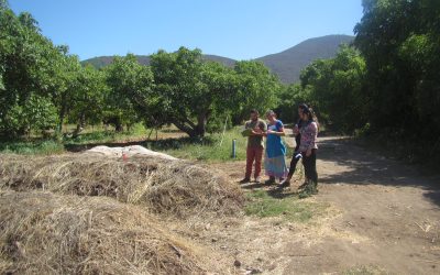 Columna: Programa RBS investiga consorcios microbianos para revitalizar suelos de sistemas agrícolas en regiones mediterráneas