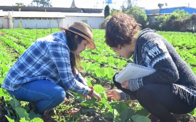 Estrategia ecológica para control de chinche pintado avanza con promisorios resultados de rendimiento en cultivos de repollo