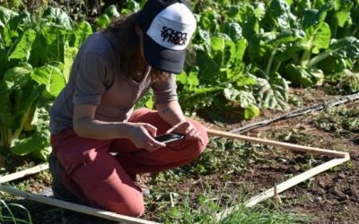 Proyecto Biopatch avanza a paso firme en la recuperación de equilibrio biológico y bioquímico del suelo