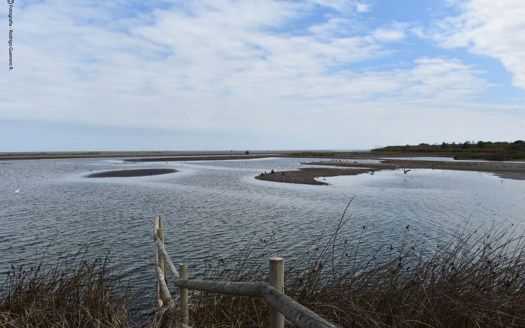 Humedal Parque La Isla reúne a conconinos en la búsqueda de su conservación