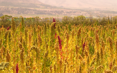 Especialistas llaman a participar en el segundo congreso chileno de Agroecología