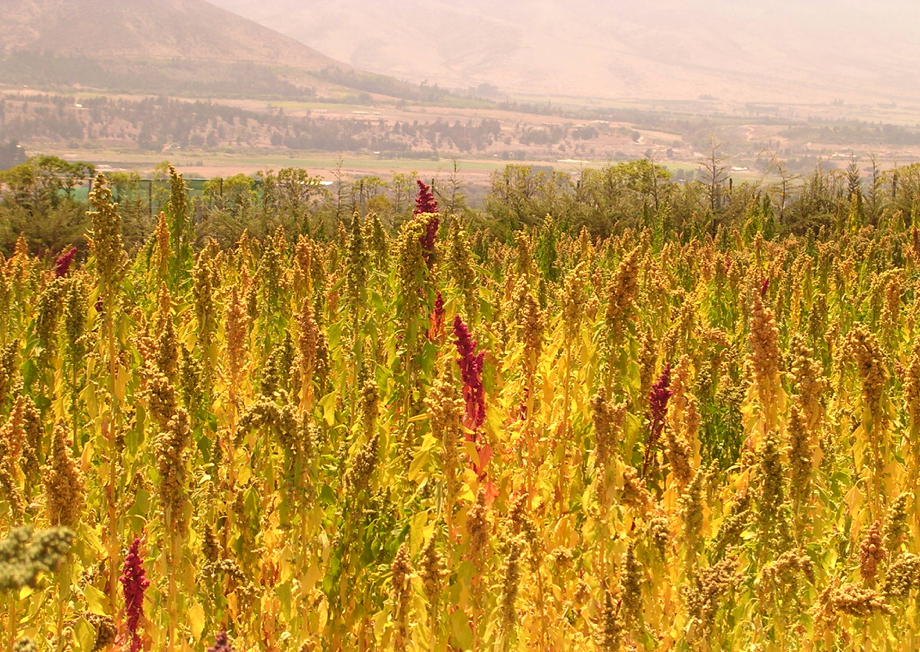 Especialistas llaman a participar en el segundo congreso chileno de Agroecología