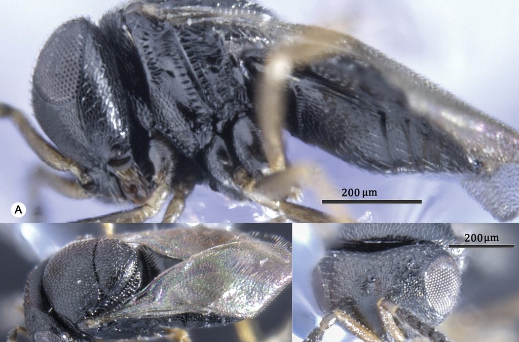 Centro Ceres registra especie de parasitoide que combatiría a Chinche pintada