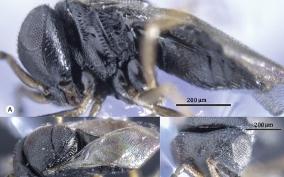 Centro Ceres registra especie de parasitoide que combatiría a Chinche pintada