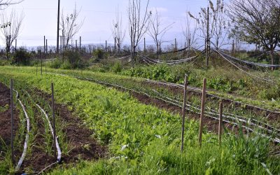 Centro Ceres impulsa solución inédita para la gestión de residuos plásticos en la agricultura