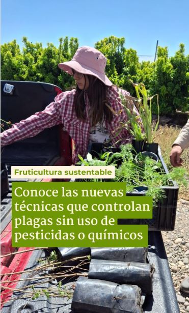 Implementación de bandas florales en cultivos de cítricos en la región de Coquimbo.