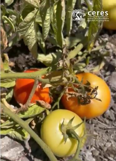 Video - 1era temporada de ensayos con cultivo de tomate - Proyecto R23F0003