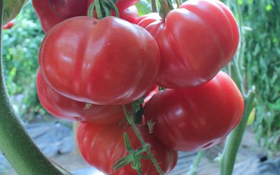 Seminario busca valorizar la agrobiodiversidad de Valparaíso